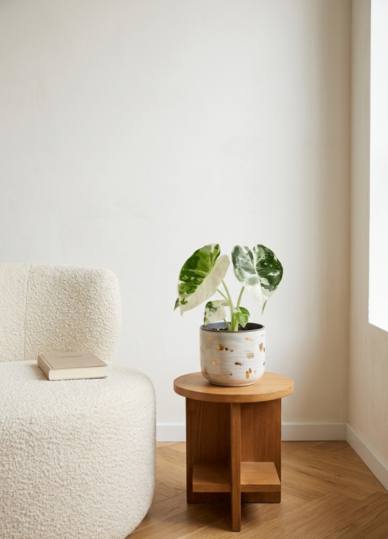 Alocasia Frydek Variegata 6 cm