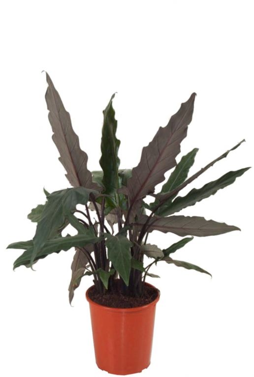Alocasia lauterbachiana kamerplant 1