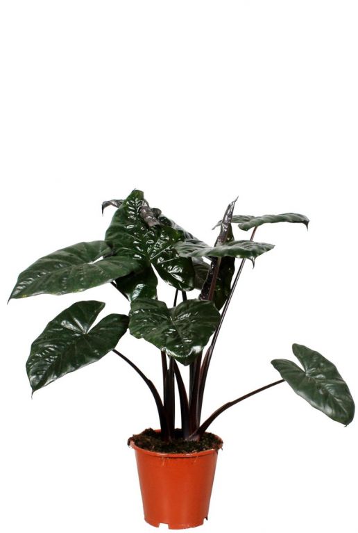 Alocasia yucatan princess
