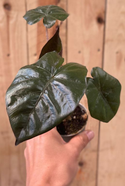 Alocasia yucatan princess plant