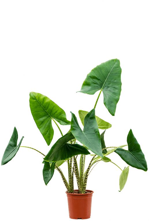 Alocasia zebrina 2