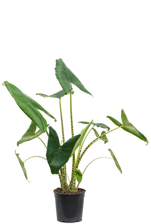 Alocasia zebrina kamerplant 1 2