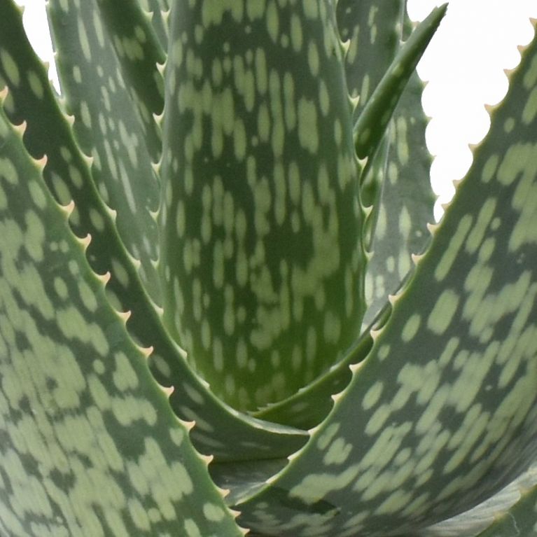 Aloe medivera meridiaan detail