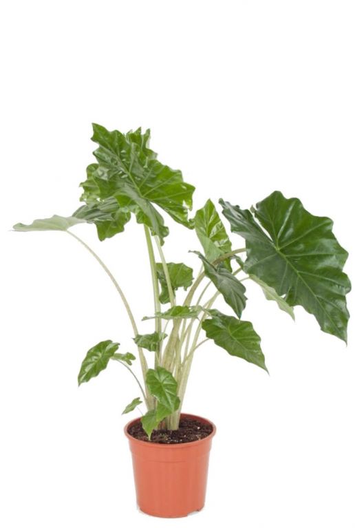Alocasia Portodora