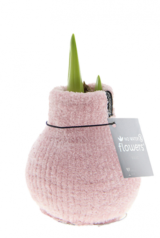 Amaryllis cozy fluffy roze