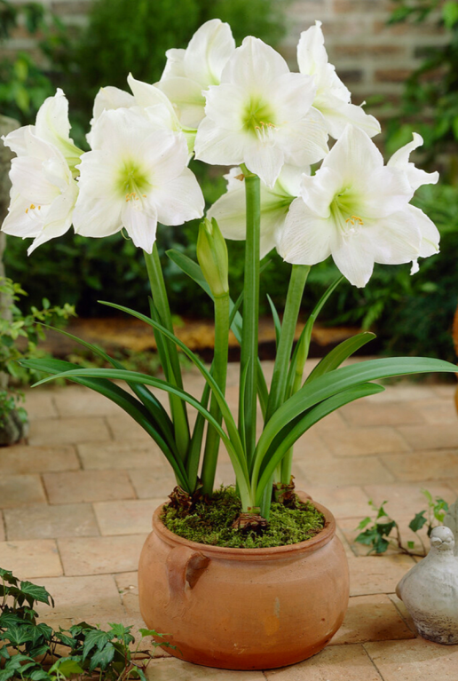 Amaryllis cozy fluffy roze 2