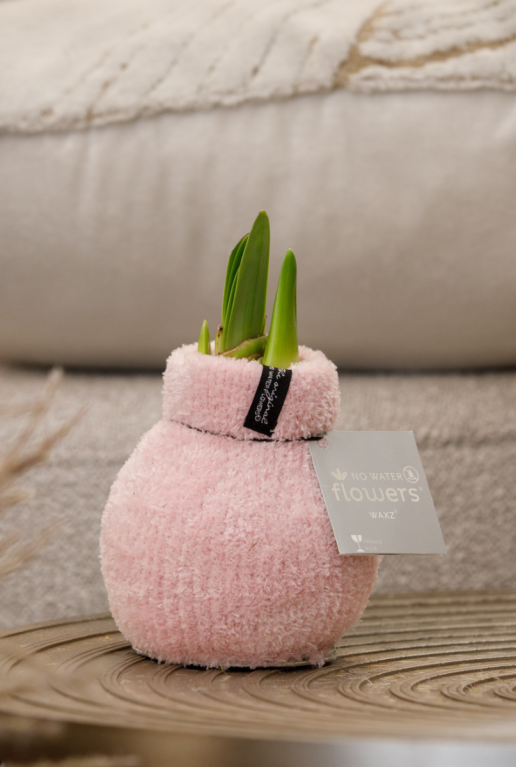 Amaryllis cozy fluffy roze sfeer
