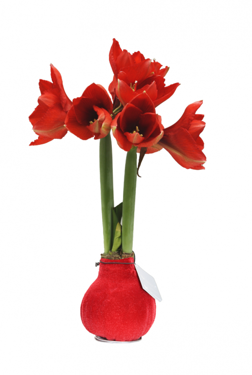 Amaryllis fluweel rood bloemen