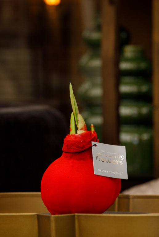Amaryllis fluweel rood sfeer