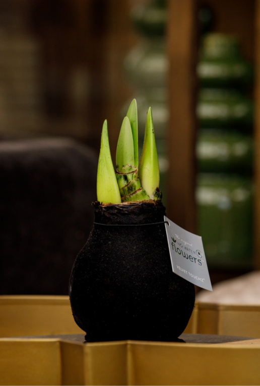 Amaryllis fluweel zwart sfeer