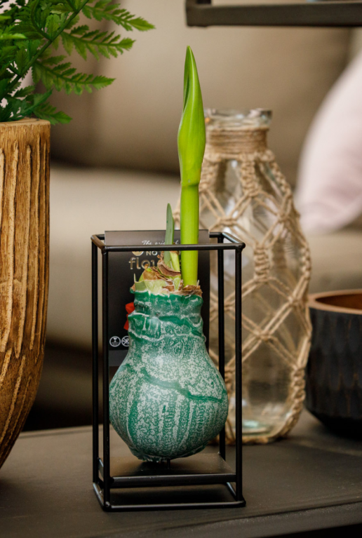 Amaryllis industrial groen sfeer