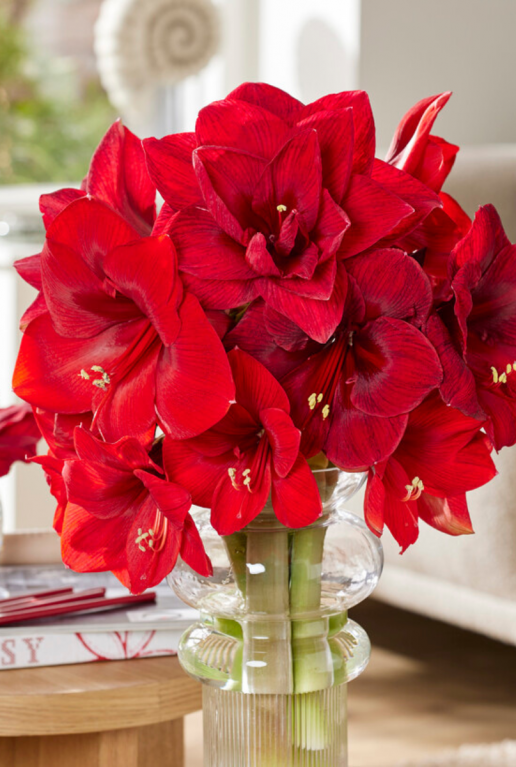 Amaryllis industrial rood sfeer 2