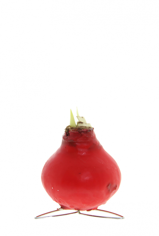 Amaryllis kolibri rood