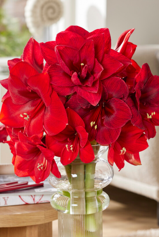 Amaryllis kolibri rood sfeer