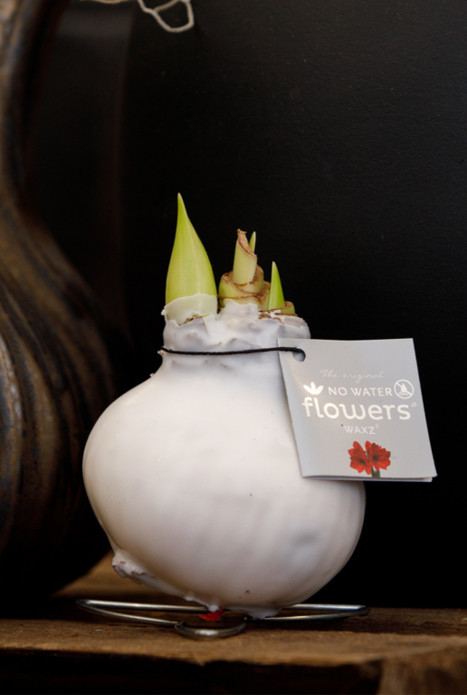 Amaryllis kolibri wit sfeer