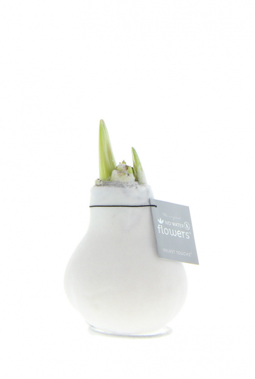 Amaryllis velvet classic wit