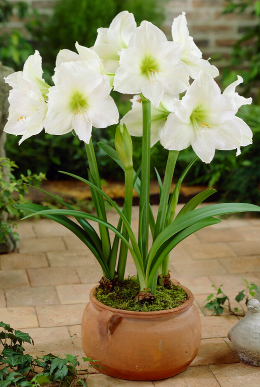 Amaryllis velvet classic wit sfeer