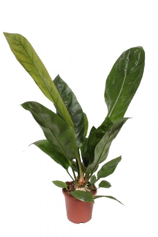 Anthurium-jungle-king-kopen