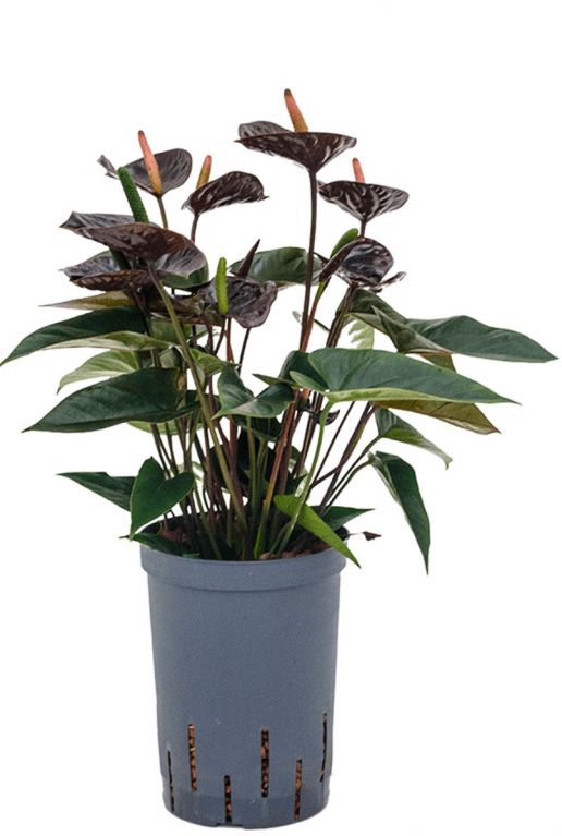Anthurium black