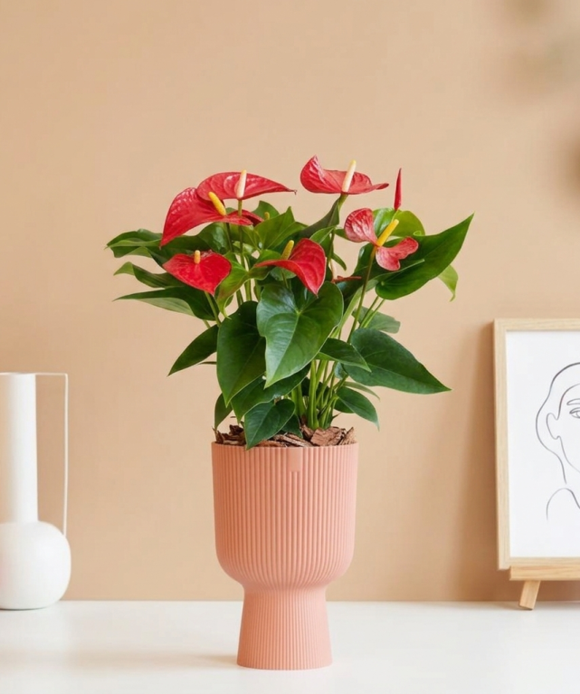 Anthurium and. Sierra 