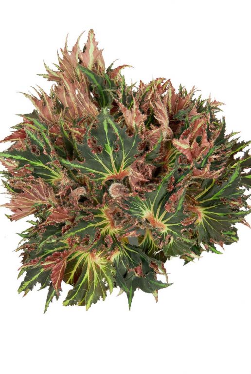 Aparte kamerplant begonia