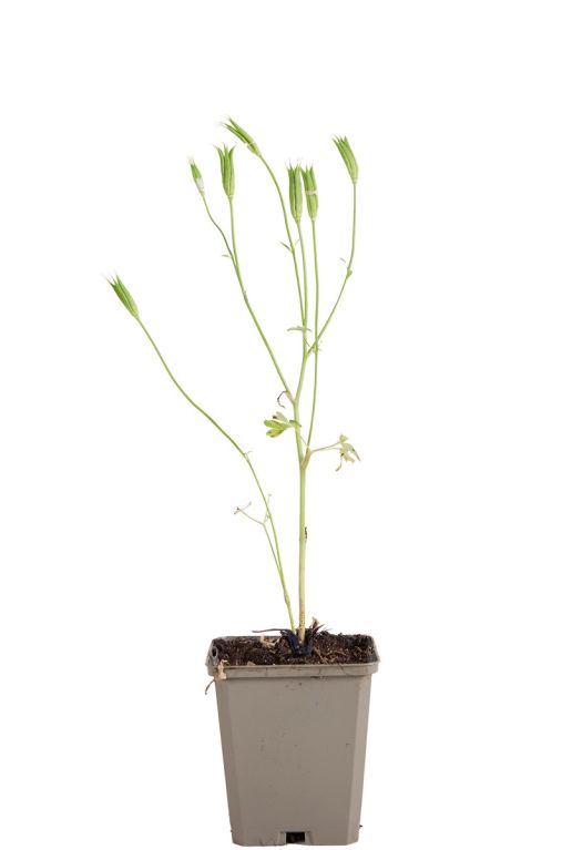 Aquilegia caer