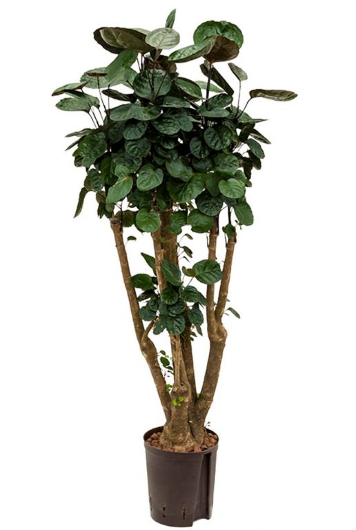 Aralia fabian kamerplant hydrocultuur