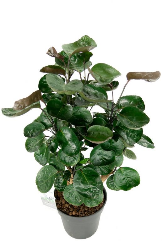 Aralia fabian plant 1