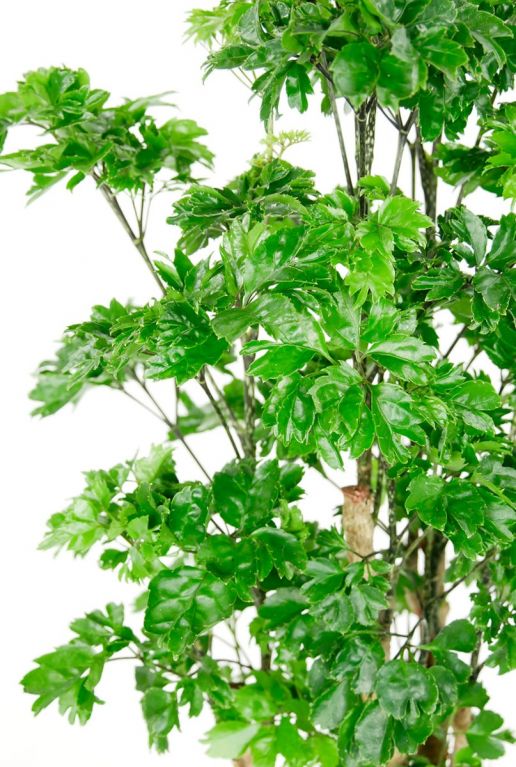 Aralia groene kamerplant op stam
