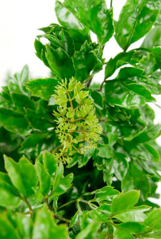 Aralia nieuw blad
