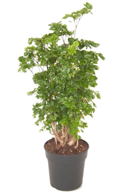 Aralia polyscias roble plant