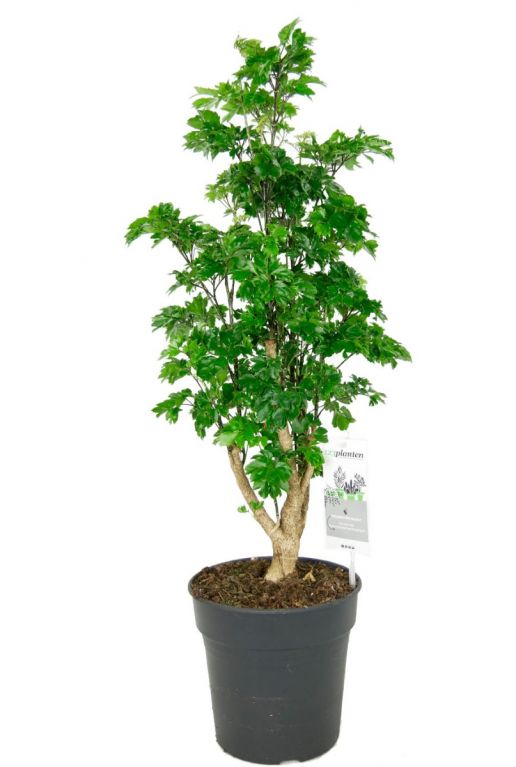 Aralia roble kamerplant 1 1