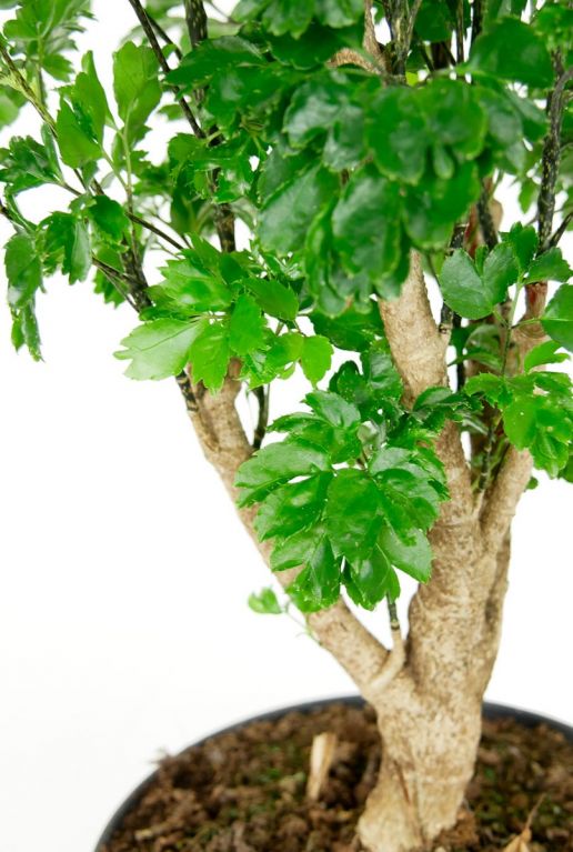 Aralia roble plant