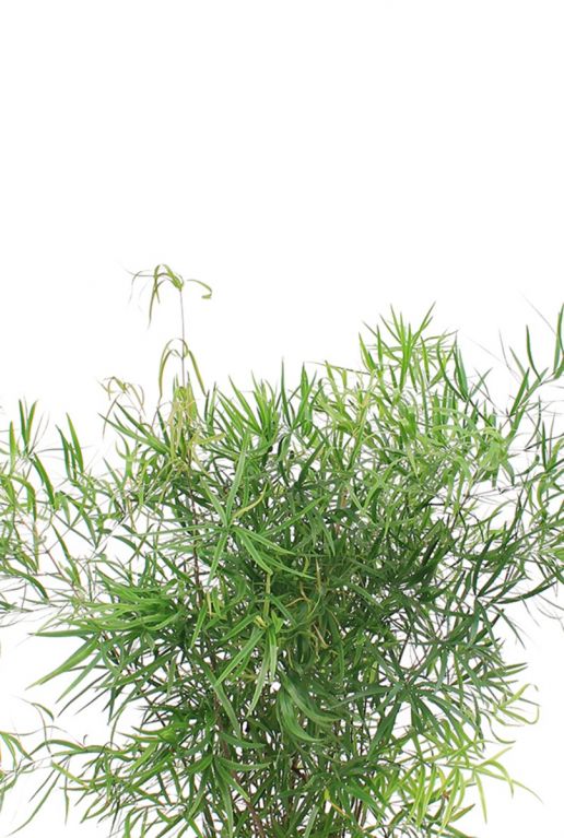 Asparagus falcatus