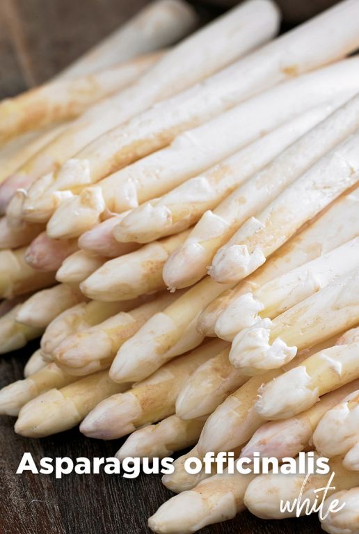 Asparagus officinalis white bulbes a fleurs