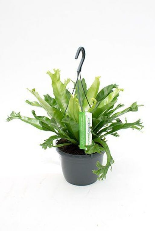 Asplenium Crissie
