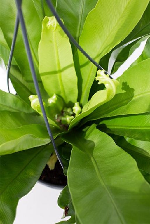 Asplenium Crissie