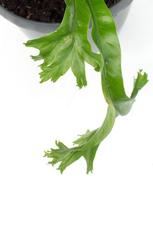 Asplenium Crissie