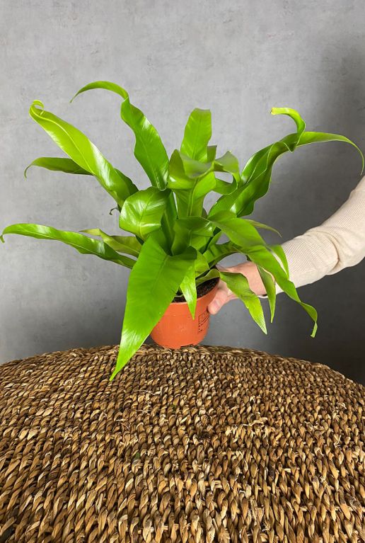 Plante Asplenium antiquum