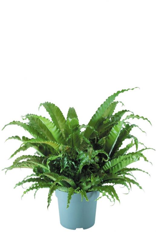 Asplenium antiquum varen plant