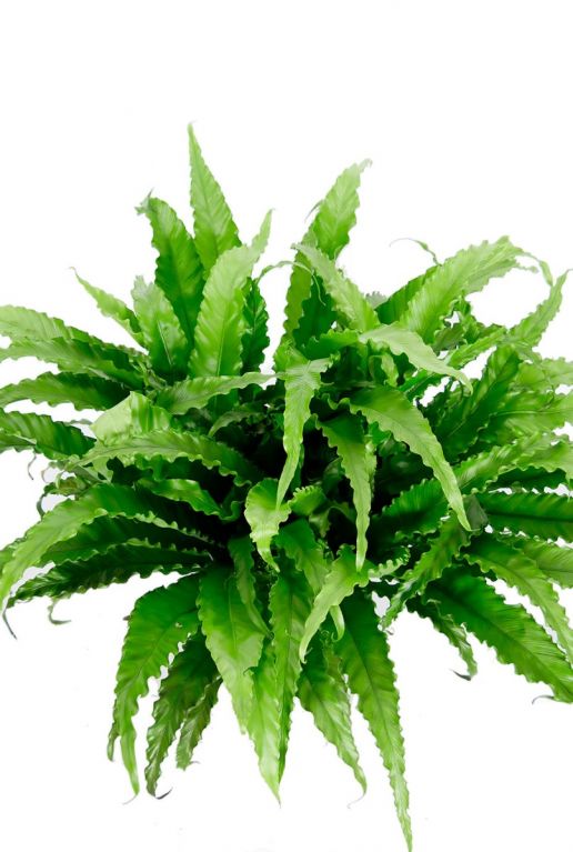 Asplenium grote groene plant
