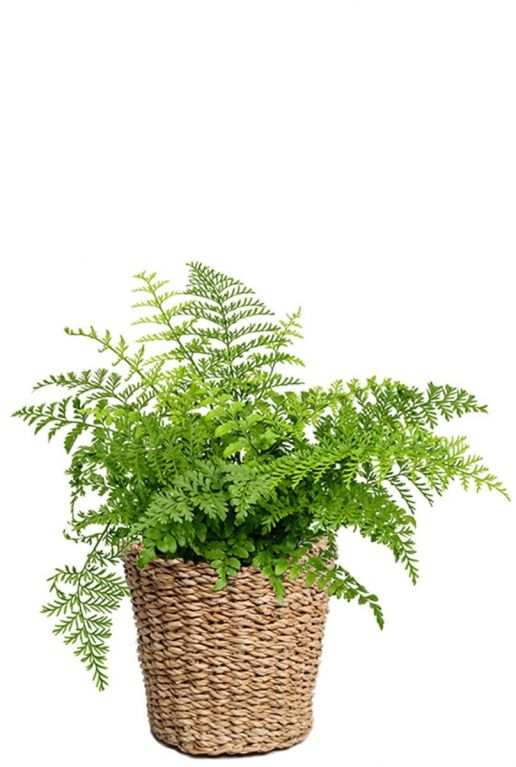 Plantes dans un panier tressé