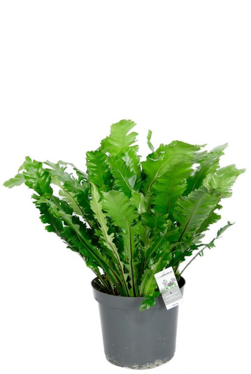 Asplenium nidus groene kamerplant
