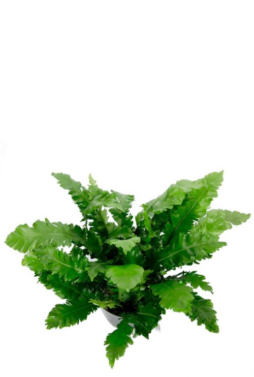 Asplenium nidus varen plant
