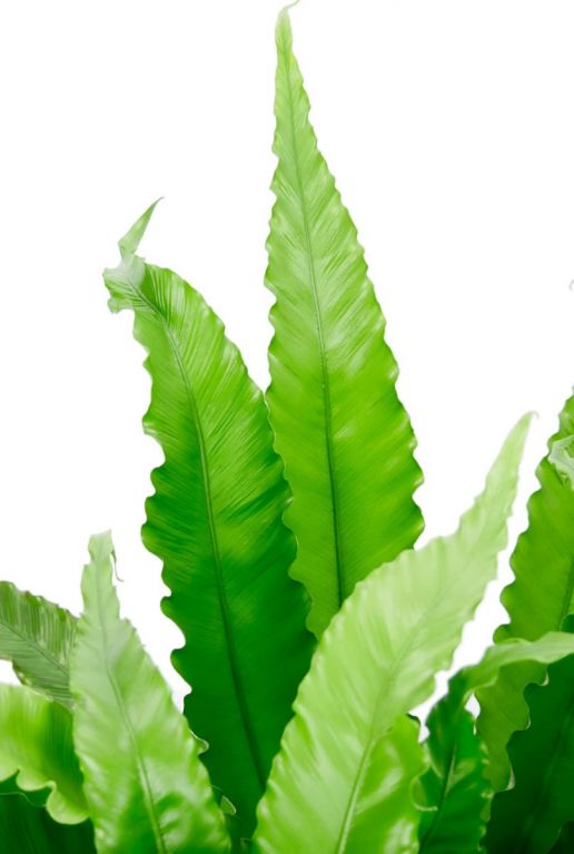 Asplenium osaka groene plant