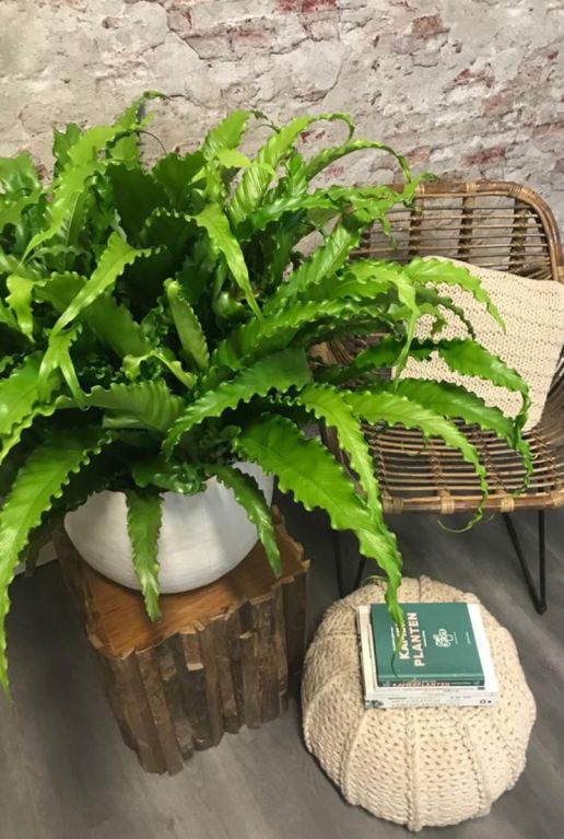Asplenium osaka kamerplant