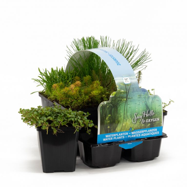  Plantes aquatiques riches en oxygène en pack de six