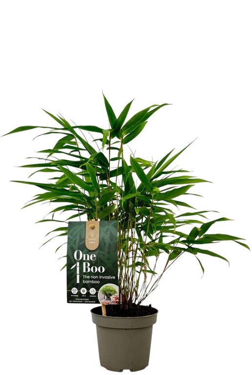 Bamboo fargesia p10