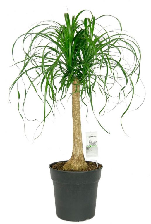 Beaucarnea Recurvata