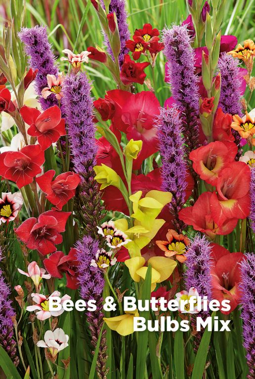 Bees butterflies bulbes a fleurs mix